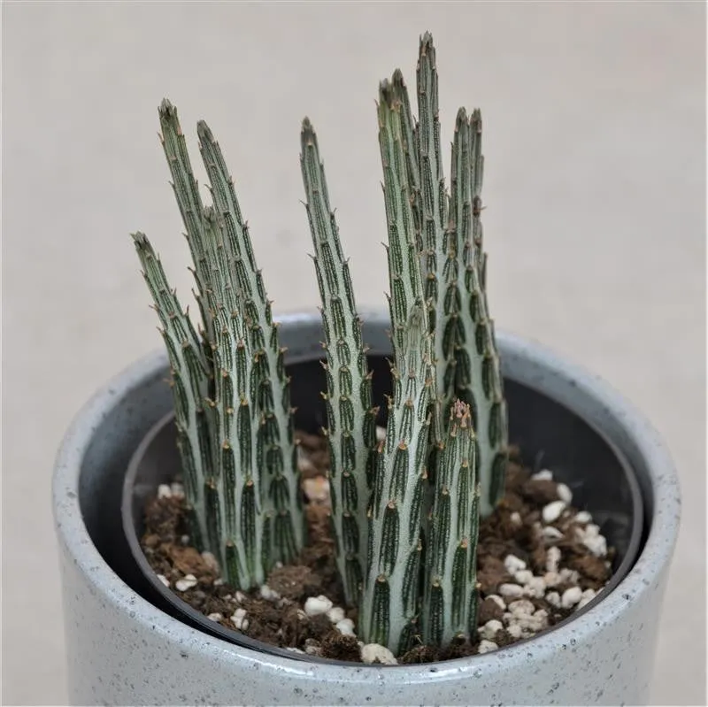 pasiora-senecio-stapeliiformis-sukkulente-10-5-cm image 1