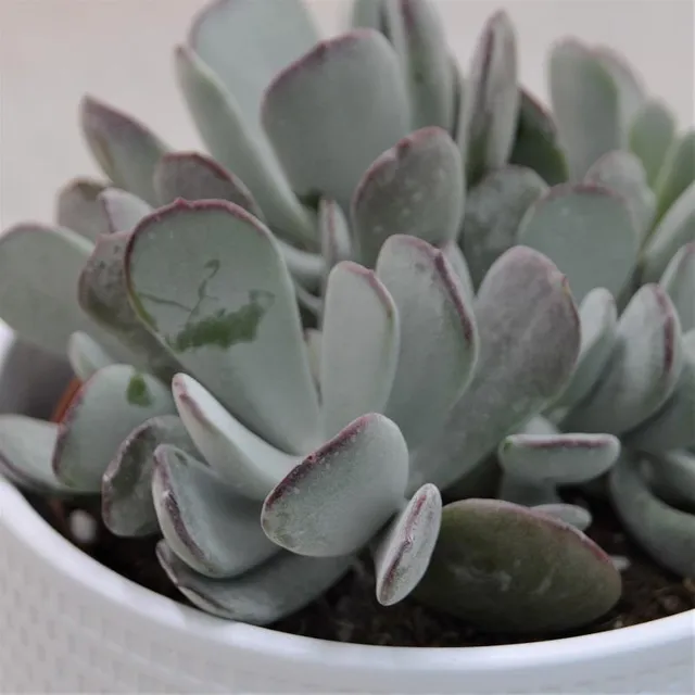 pasiora-cotyledon-orbiculata-pink-leaves-sukkulente-13-cm-topf image 1