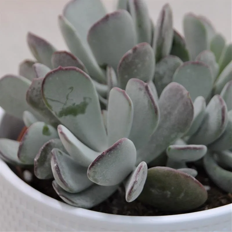 pasiora-cotyledon-orbiculata-pink-leaves-sukkulente-13-cm-topf image 1