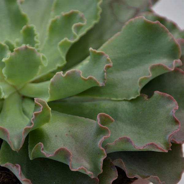 pasiora-echeveria-shaviana-curly-locks-sukkulente-15cm image 1