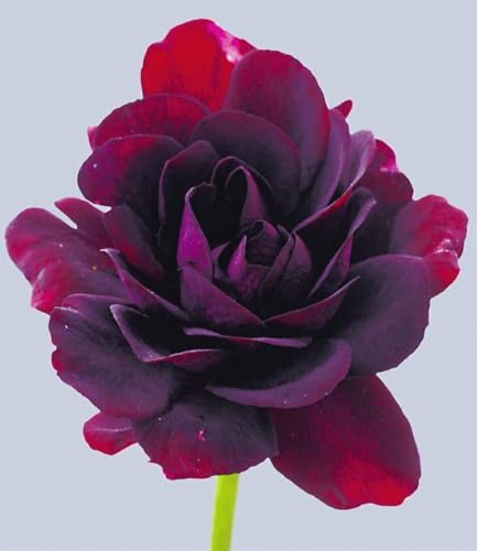 baldur-garten-h-nge-geranien-mix-black-white-6-pflanzen-royal-night-white-glacie image 5