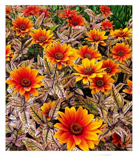 baldur-garten-sonnenauge-orange-marble-staude-9x9-cm image 3