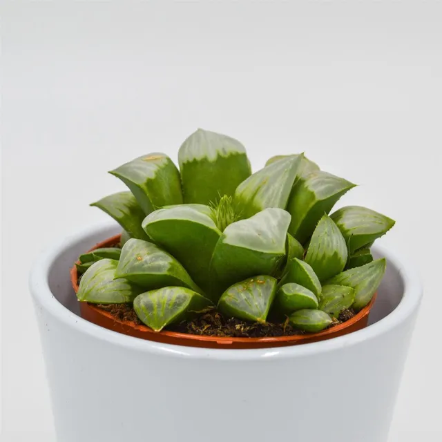 pasiora-haworthia-retusa-ssp-white-sukkulente-8-5cm image 1