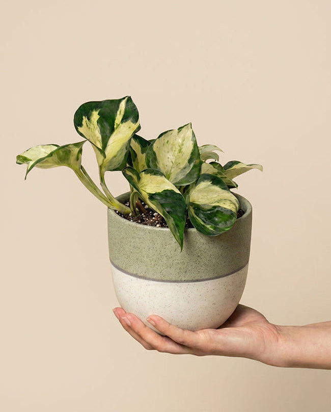 feey-efeutute-happy-leaf-epipremnum-manjula-zimmerpflanze image 1