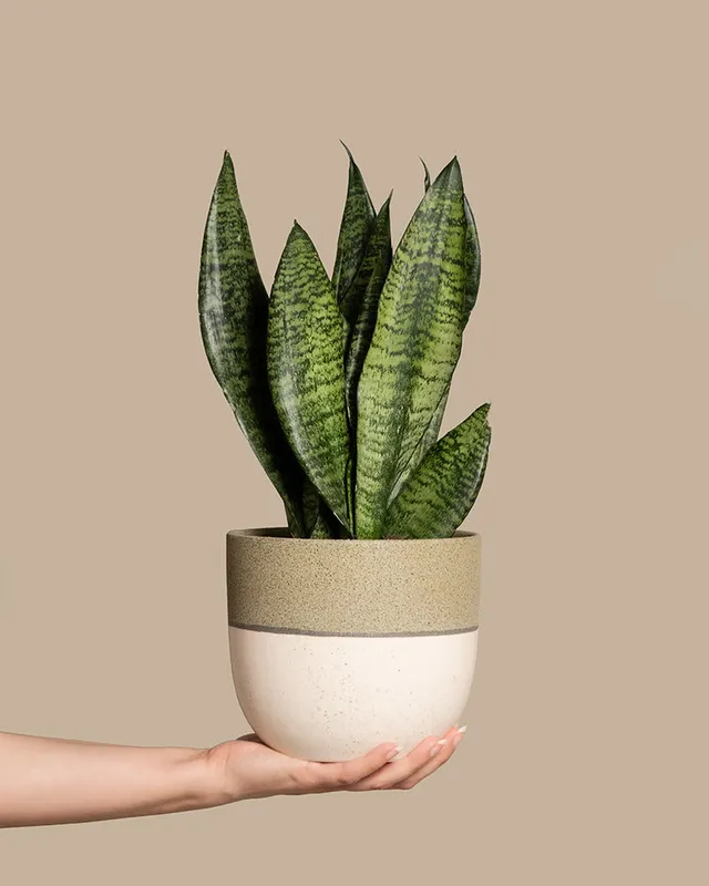 feey-gr-ne-schwiegermutterzunge-sansevieria-klein image 1