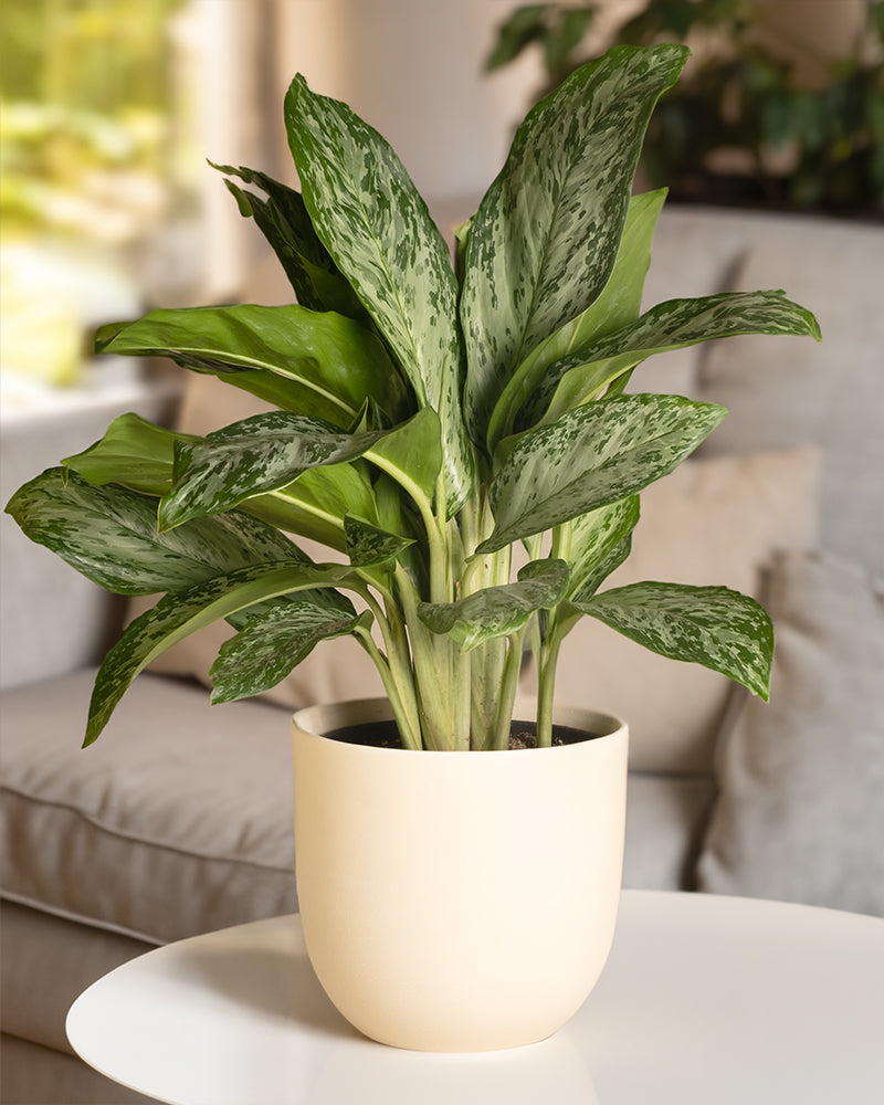 feey-aglaonema-greenlight-zimmerpflanze-50-60-cm image 4