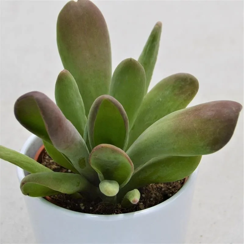 pasiora-kalanchoe-lady-finger-sukkulente-im-10-5cm-topf image 1