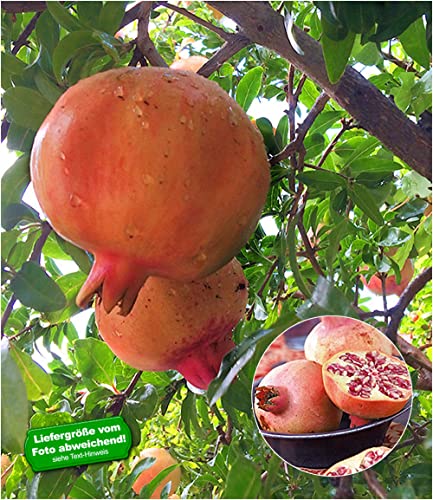 baldur-garten-granatapfel-winterharte-nutz-zierpflanze-im-9x9-cm-topf image 5
