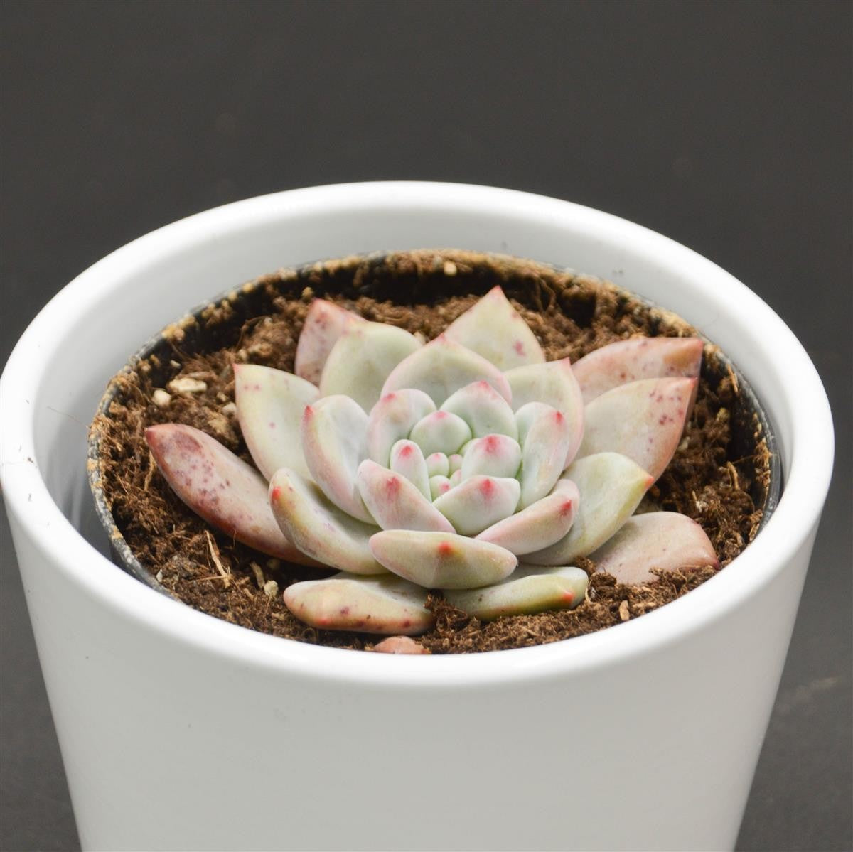 pasiora-echeveria-ariel-rosetten-sukkulente-9cm image 1