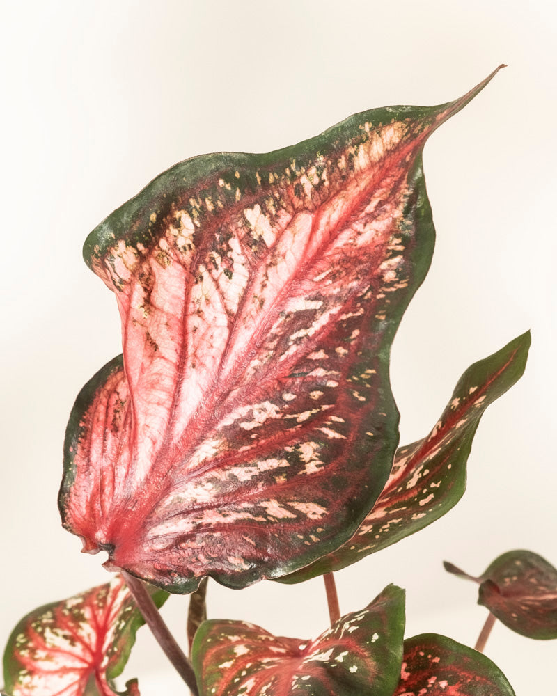 feey-caladium-desert-sunset-zimmerpflanze-klein-mittel image 2