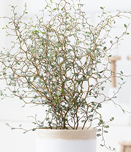 baldur-garten-maori-sophora-little-baby-11-cm-topf-zimmerpflanze image 6