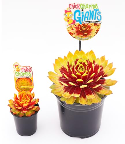 baldur-garten-sempervivum-giants-gold-mine-sukkulente-im-9x9-cm-topf image 7