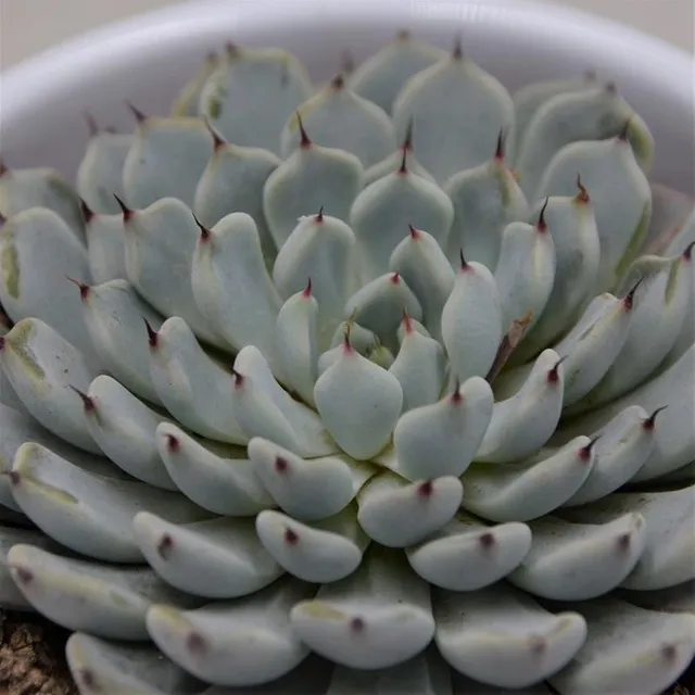 pasiora-echeveria-cuspidata-var-gemmula-sukkulente-8-5-cm-topf image 1