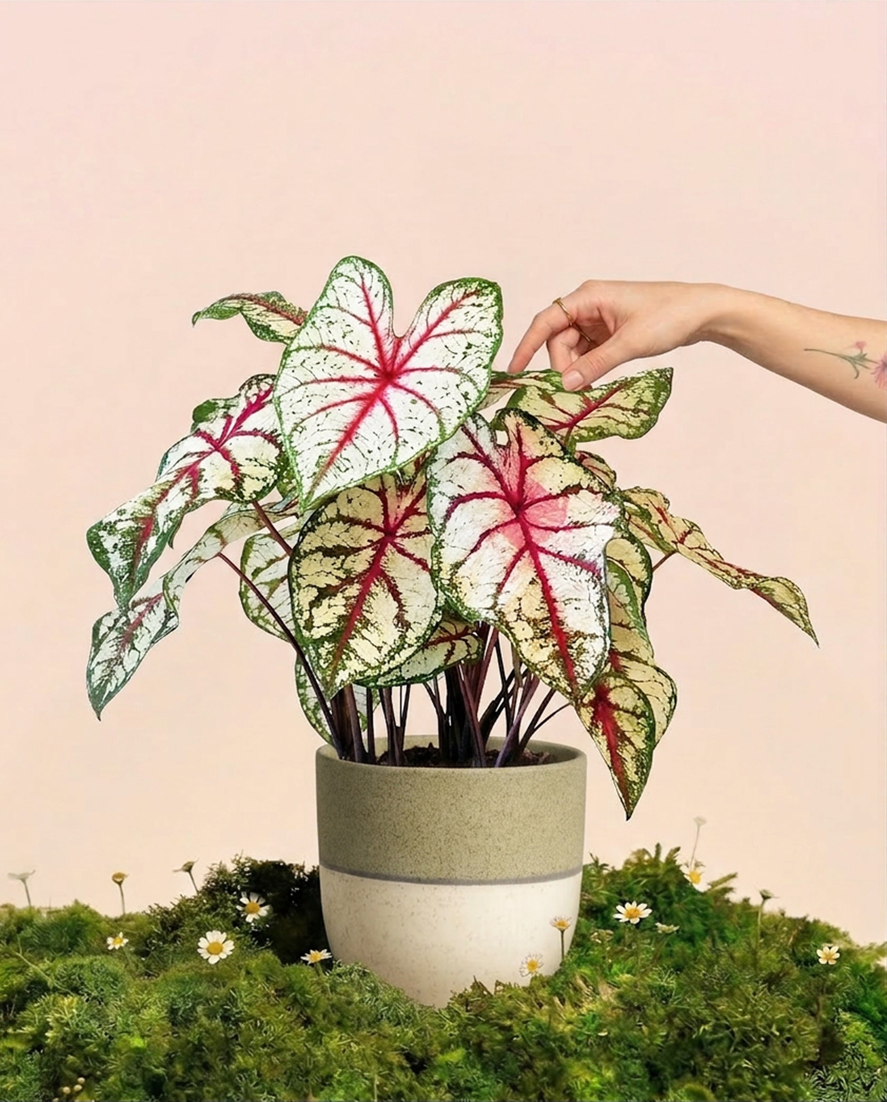 feey-caladium-bottle-rocket-zimmerpflanze image 1