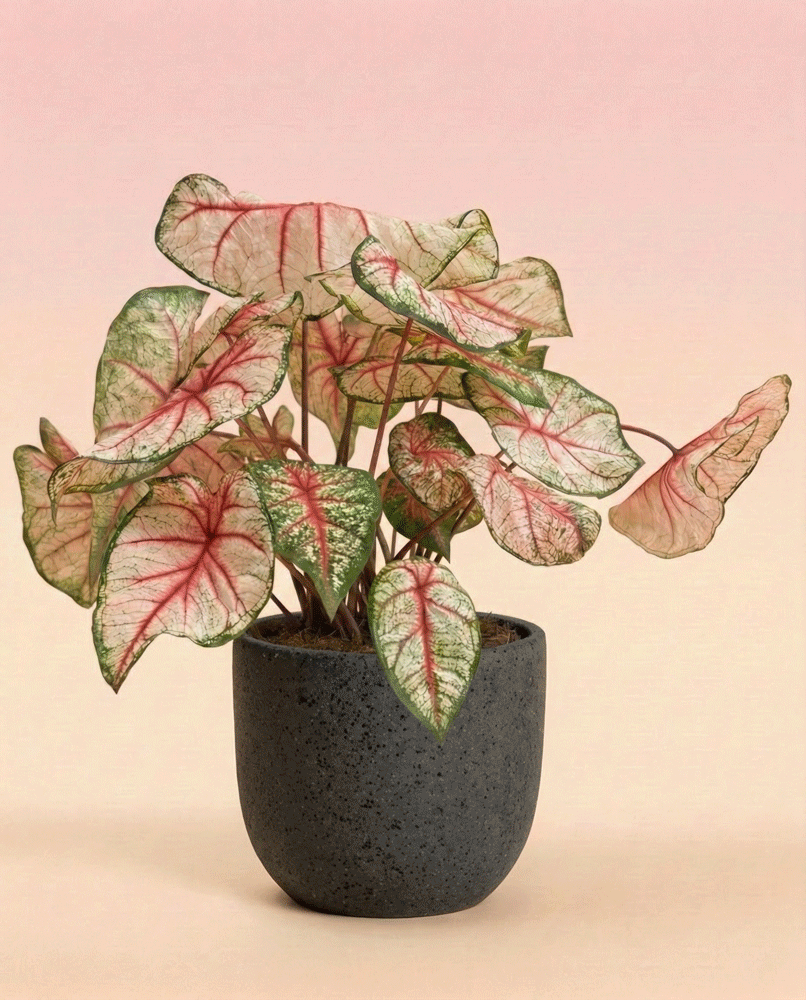 feey-caladium-rhapsody-buntblatt-zimmerpflanze image 5