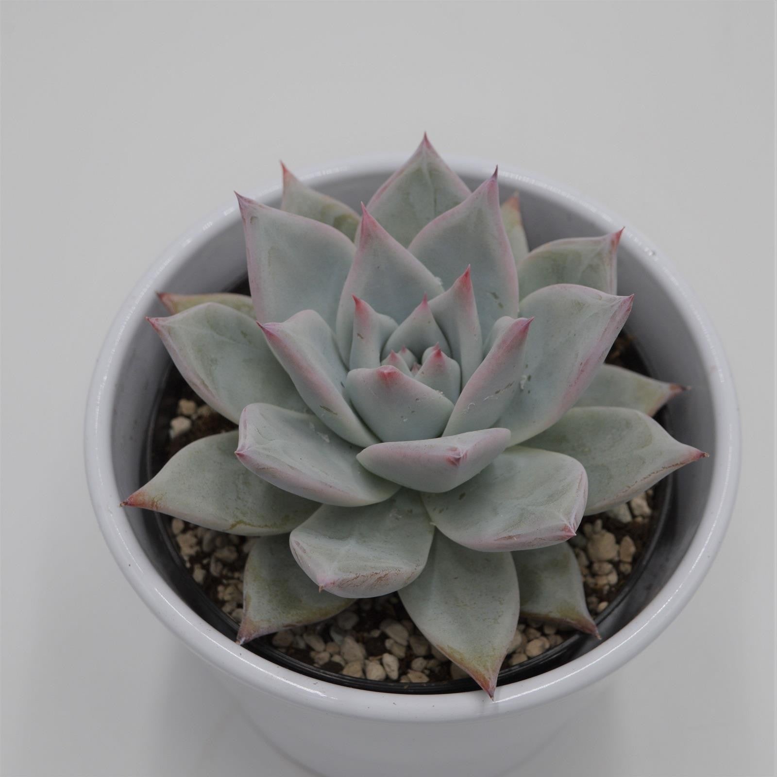 pasiora-echeveria-colorata-f-tapalpa-10-5cm-rosette-gr-n-mint-pink image 3