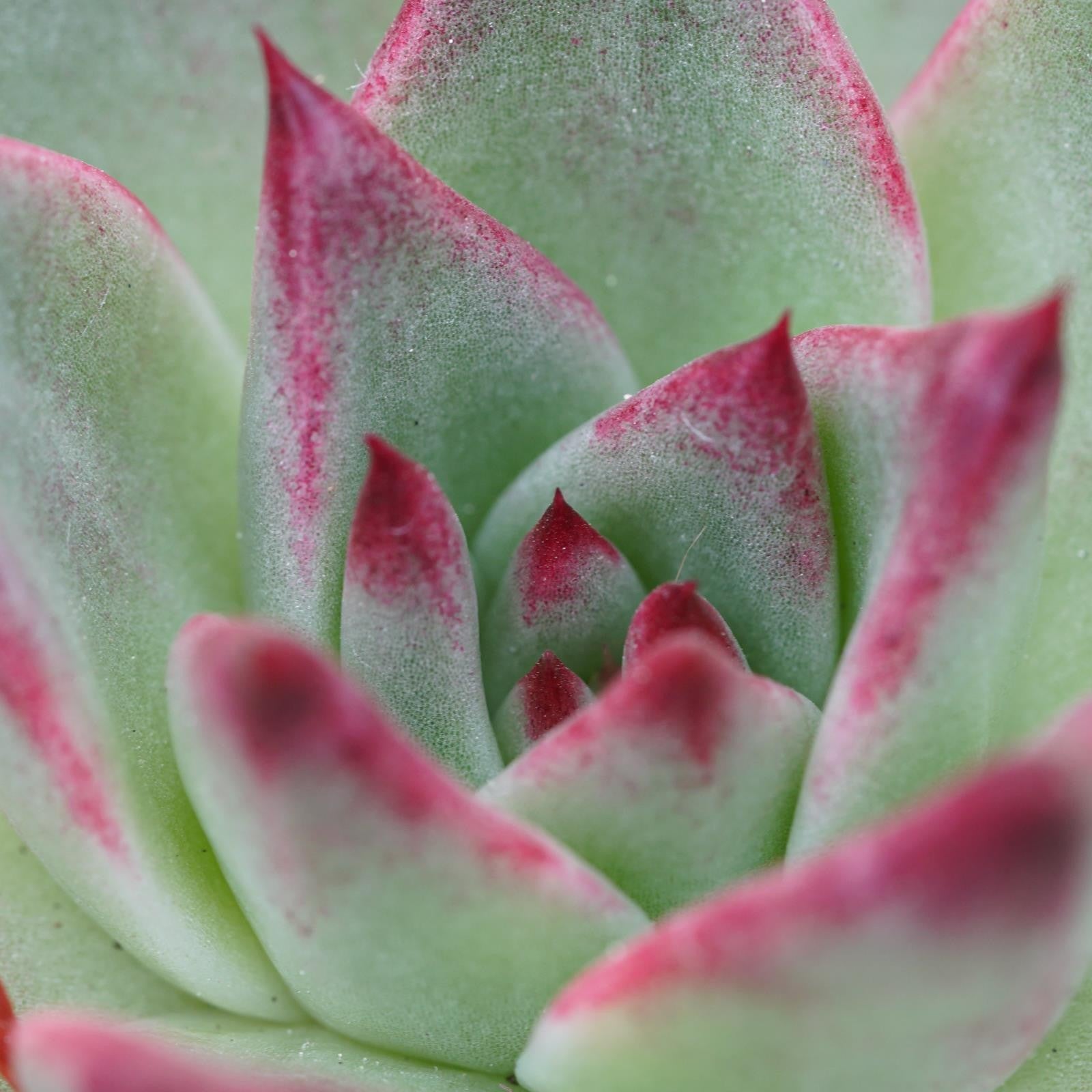 pasiora-echeveria-electra-sukkulente-10-5-cm-topf image 4