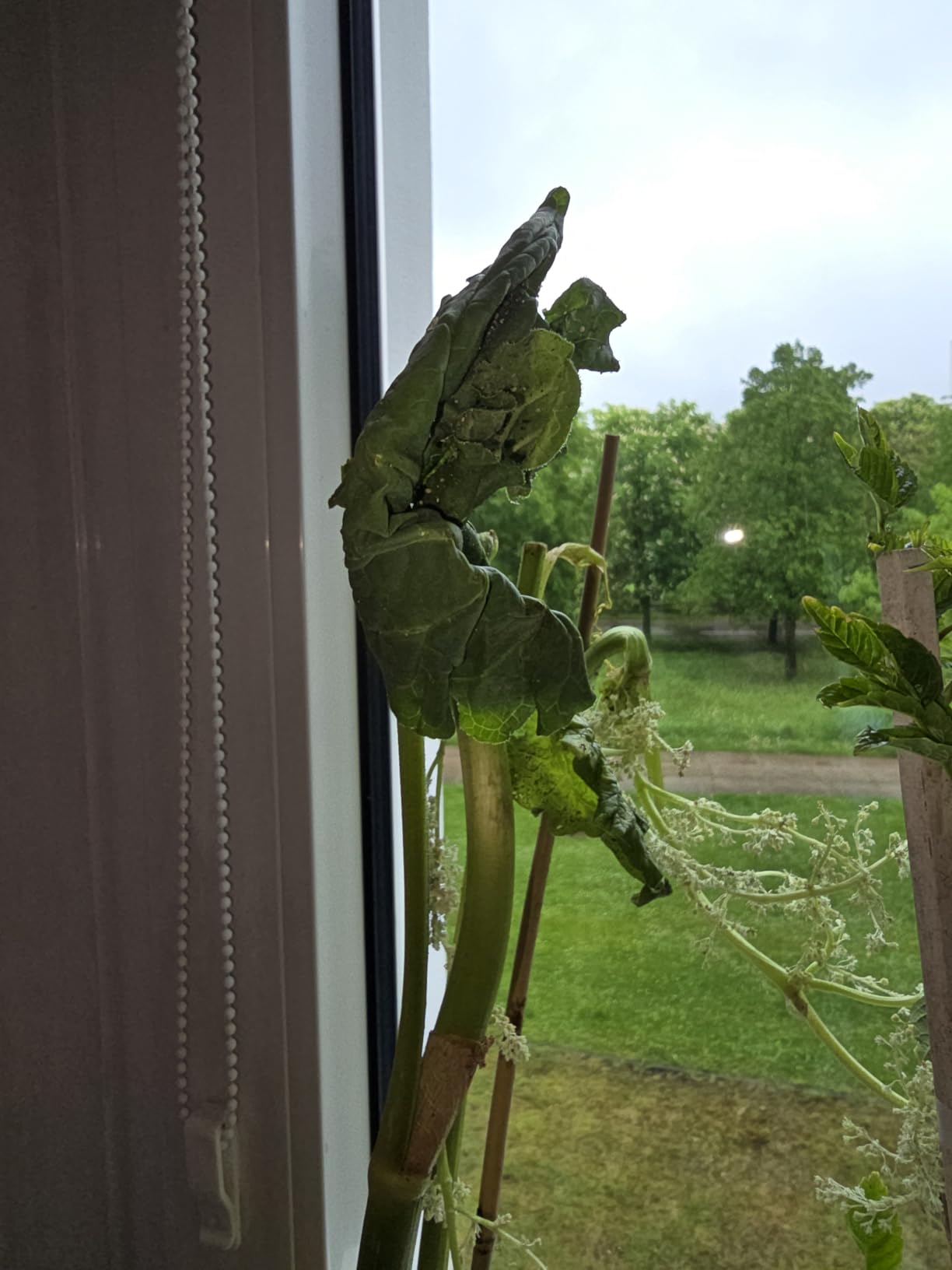 Zweite Saison läuft super