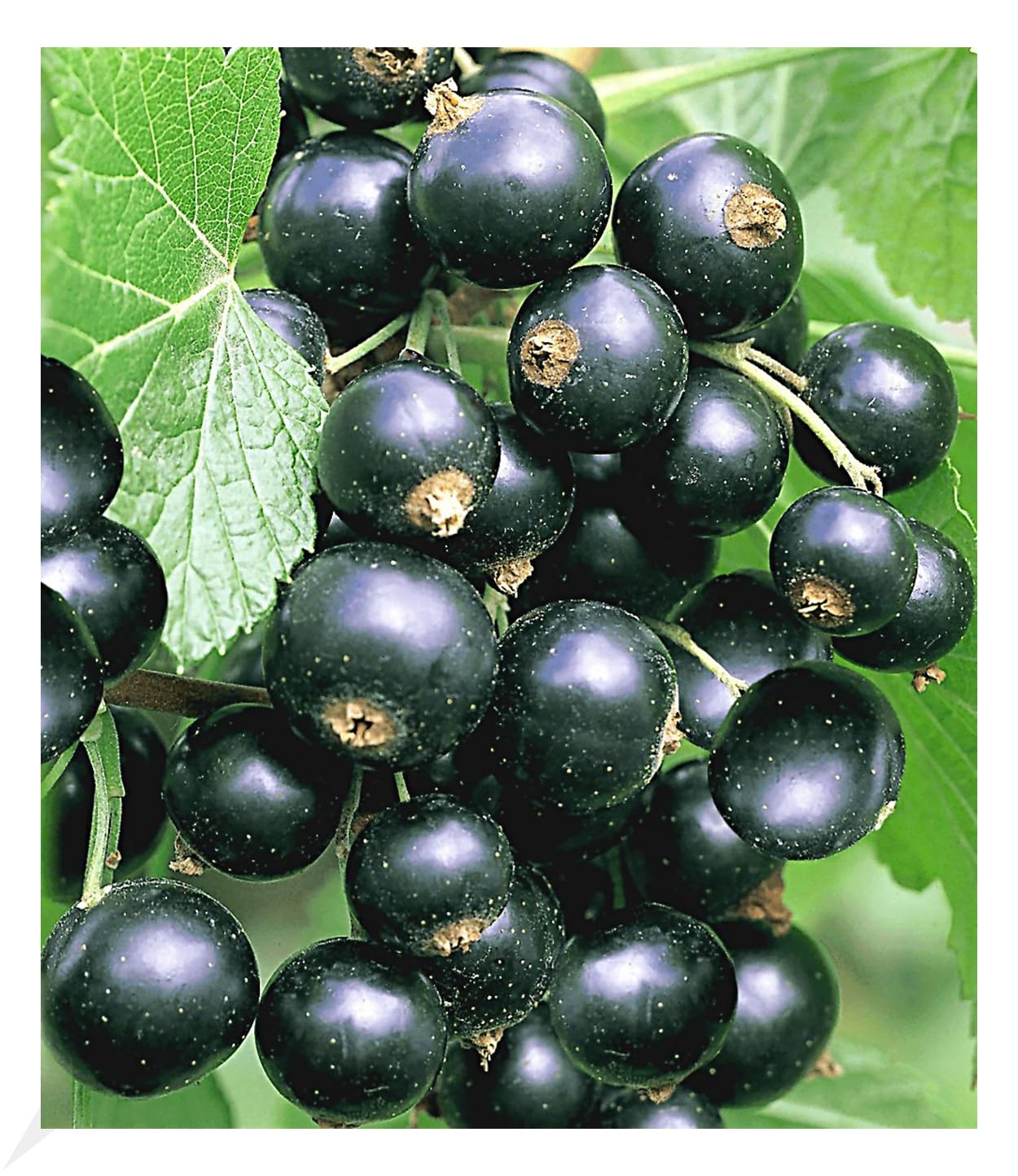 baldur-garten-johannisbeere-schwarze-titania-obstpflanze-im-2-liter-topf image 1