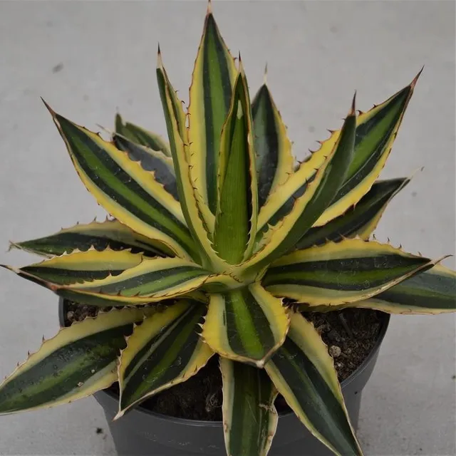 pasiora-agave-lophantha-quadricolor-sukkulente-14cm image 1