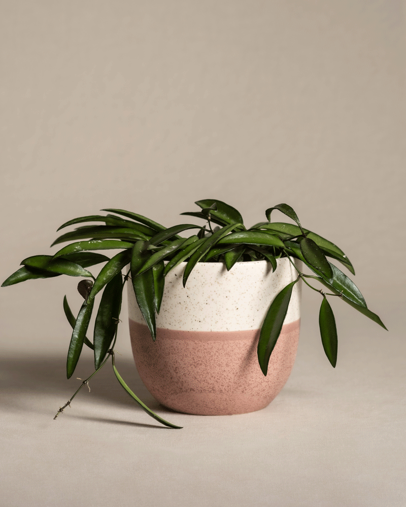 feey-hoya-wayetii-porzellanblume-zimmerpflanze-13-cm-topf image 5