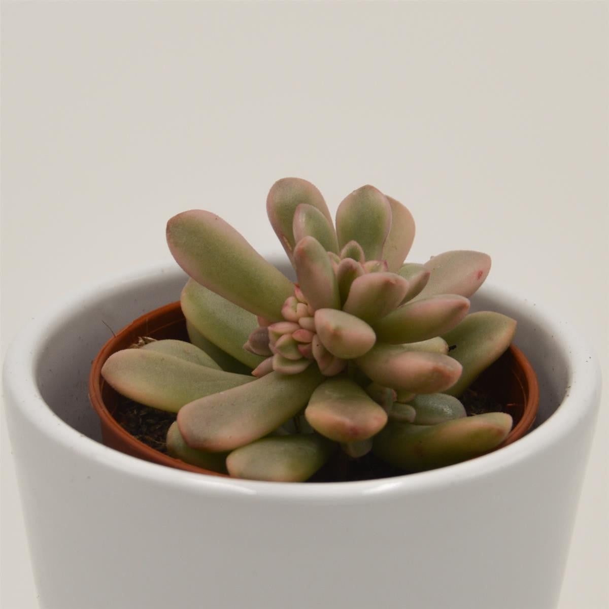 pasiora-sedum-rubrotinctum-f-variegata-sukkulente-5-5cm image 1