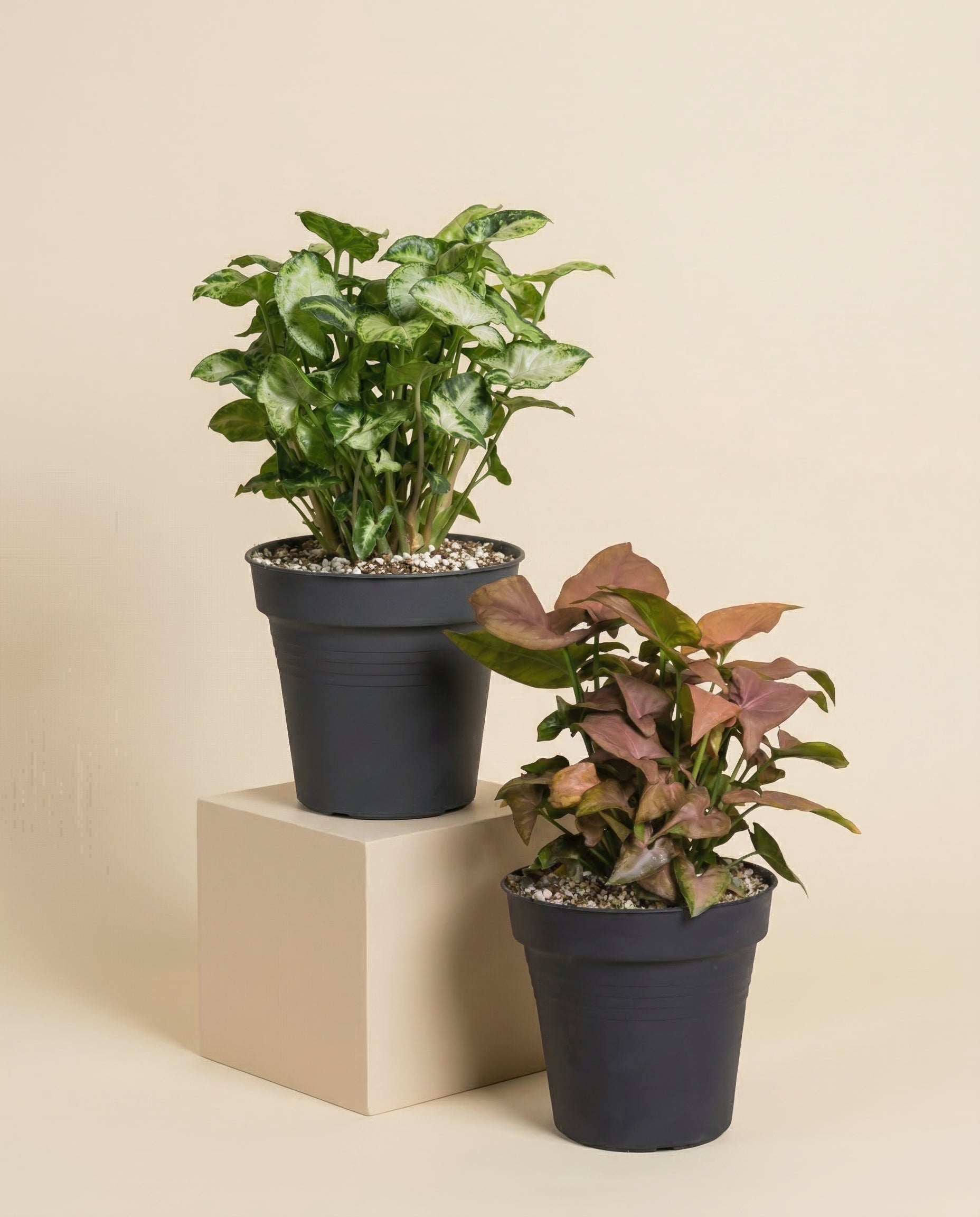 feey-schweizer-syngonium-duo-pixie-neon-pflanzenset image 3