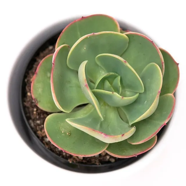 pasiora-echeveria-green-spoon-10-5cm-sukkulente image 1