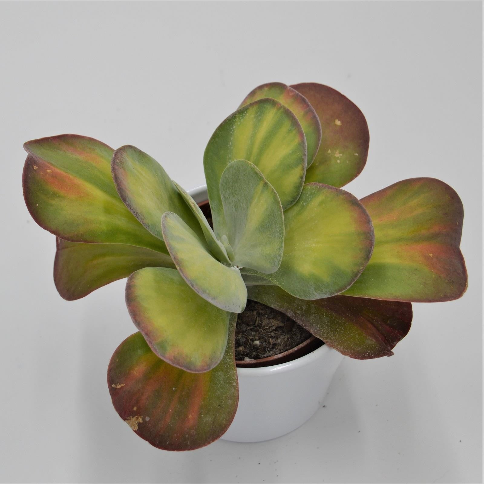 pasiora-kalanchoe-thyrsiflora-rainbow-sukkulente-10-5cm image 4