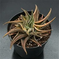 pasiora-haworthia-limifolia-f-variegata-rarit-t-einzelst-ck-indoor image 1