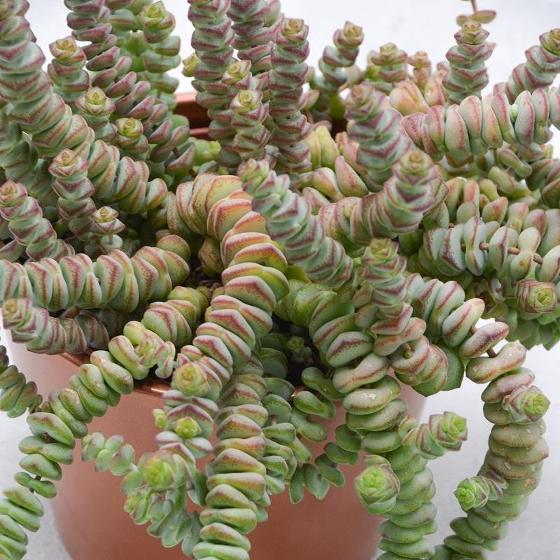 pasiora-crassula-rupestris-subsp-marnieriana-hottentot-felsen-dickblatt-12cm image 2