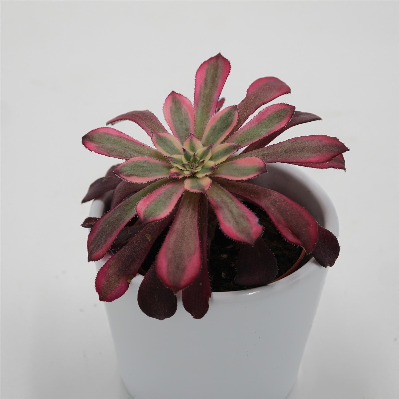 pasiora-aeonium-mardi-gras-sukkulente-im-5-5cm-topf image 2