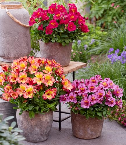 baldur-garten-winterharte-alstroemeria-incalys-3-pflanzen image 3