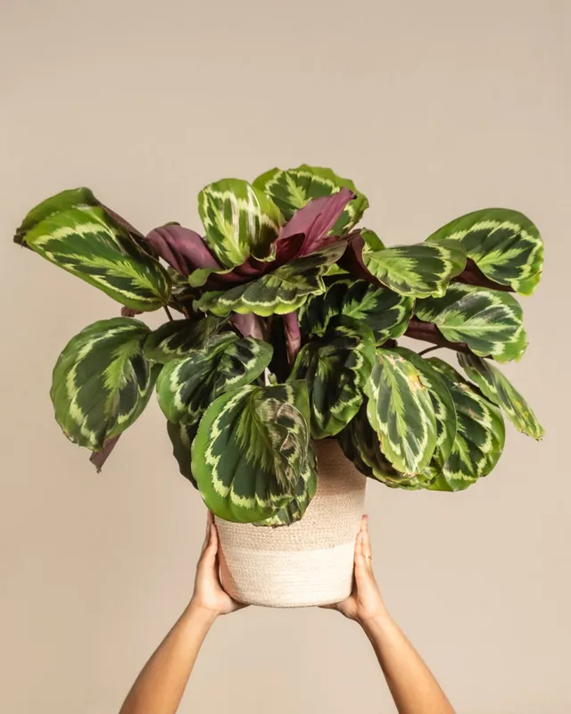 feey-grosse-calathea-roseopicta-medallion-zimmerpflanze image 1