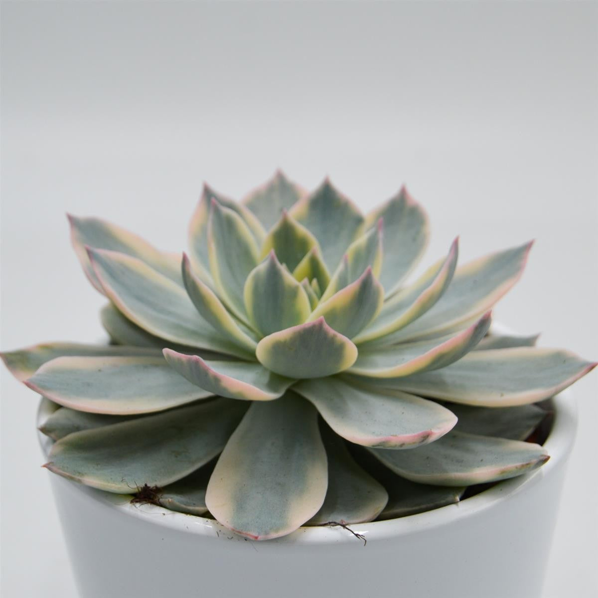 pasiora-echeveria-subessilis-f-variegata-sukkulente-10-5cm image 2