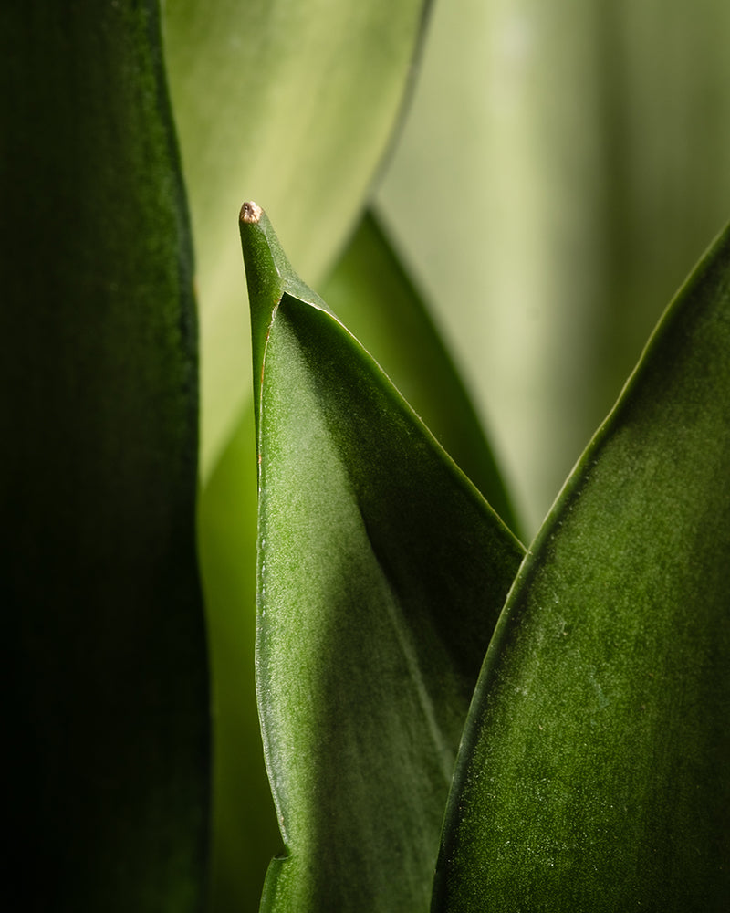 feey-gro-e-moonshine-sansevieria-trifasciata-silber-bogenhanf-zimmerpflanze image 6