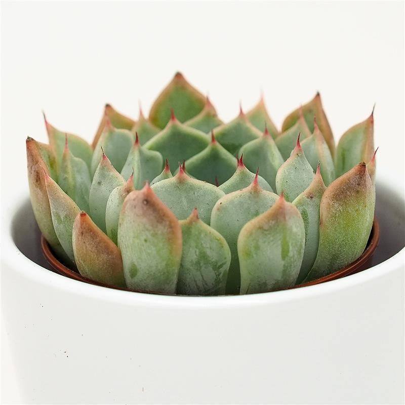 pasiora-echeveria-norma-sukkulente-5-5cm-topf image 1