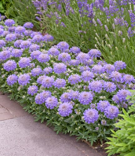 baldur-garten-skabiose-blue-eyes-staude-im-9x9-cm-topf-ca-15-cm image 6
