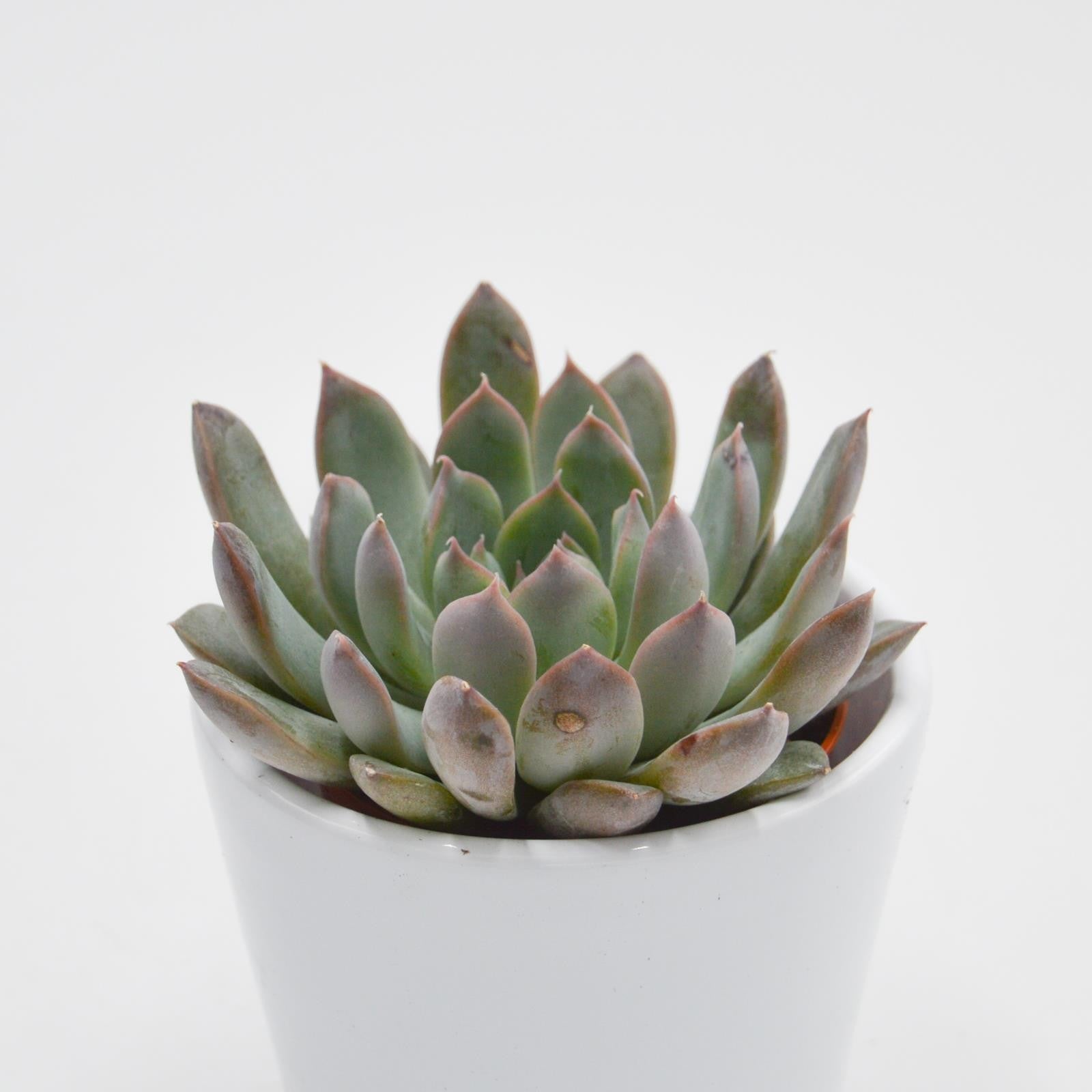 pasiora-echeveria-summer-sukkulente-5-5cm-topf image 1