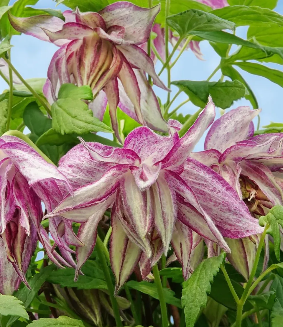 baldur-garten-clematis-pink-surprise-9x9-cm-topf-gef-llte-glocke-april-juni image 1