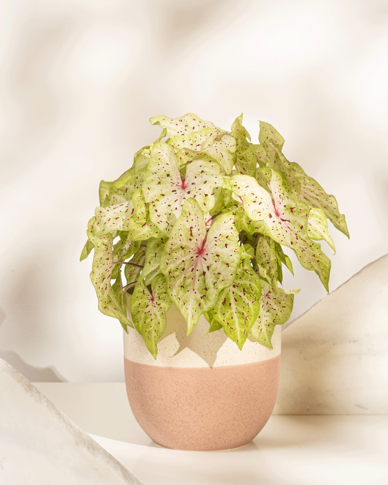 feey-caladium-miss-muffet-buntblatt-zimmerpflanze-gro image 5