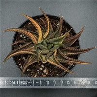 pasiora-haworthia-limifolia-f-variegata-rarit-t-einzelst-ck-indoor image 2