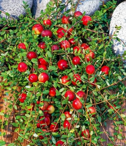 baldur-garten-cranberry-beere-moosbeere-3x-im-9x9-cm-topf image 6