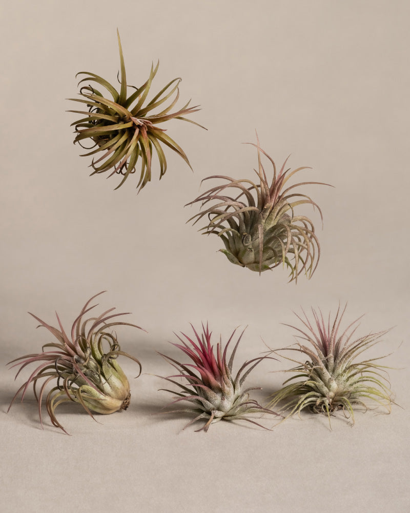 feey-luftpflanzen-pink-5er-set-tillandsia-ionantha-rubra image 3