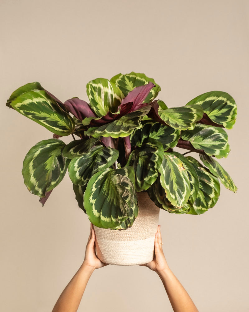 feey-grosse-calathea-roseopicta-medallion-zimmerpflanze image 1