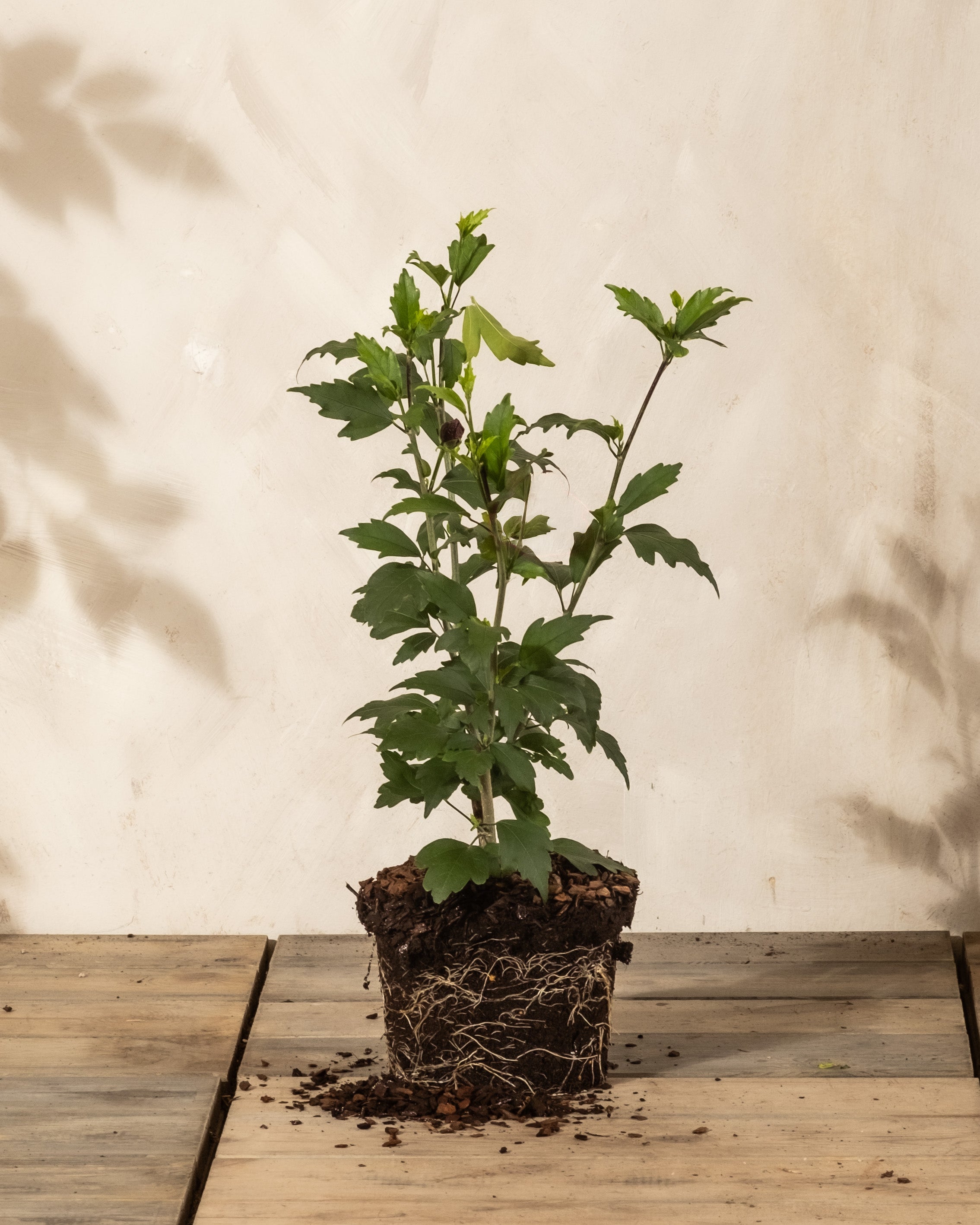 feey-blauer-hibiskus-hibiscus-syriacus-festblume-1-2-m image 3