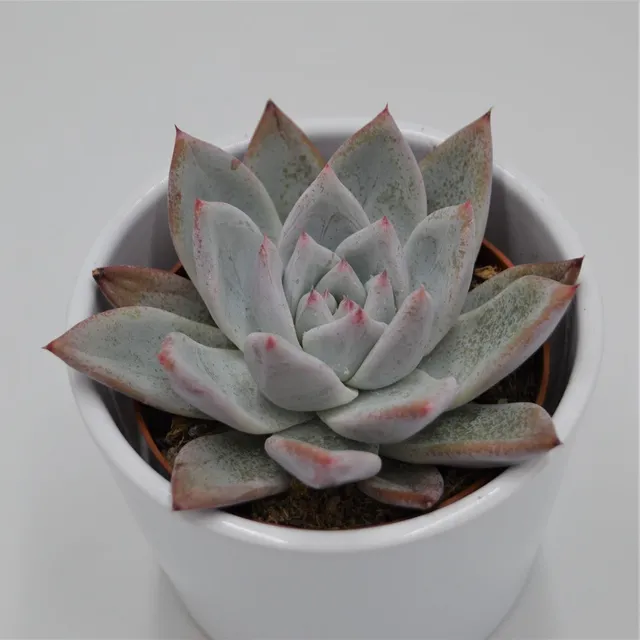 pasiora-echeveria-colorata-f-tapalpa-sukkulente-8-5cm image 1