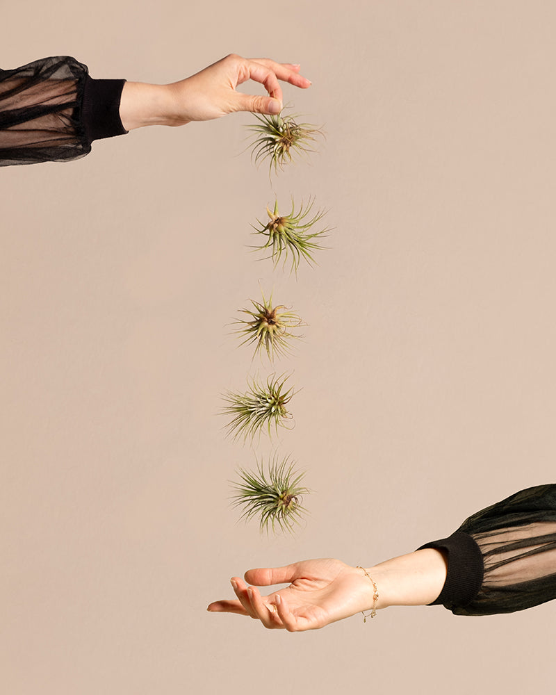 feey-luftpflanzen-tillandsia-ionantha-rubra-5er-set-klein image 1