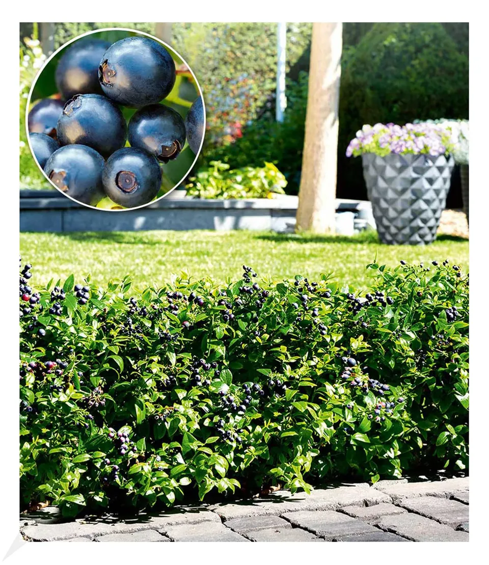 baldur-garten-berrybux-heidelbeer-hecke-3-pflanzen-im-10-5-cm-topf image 1