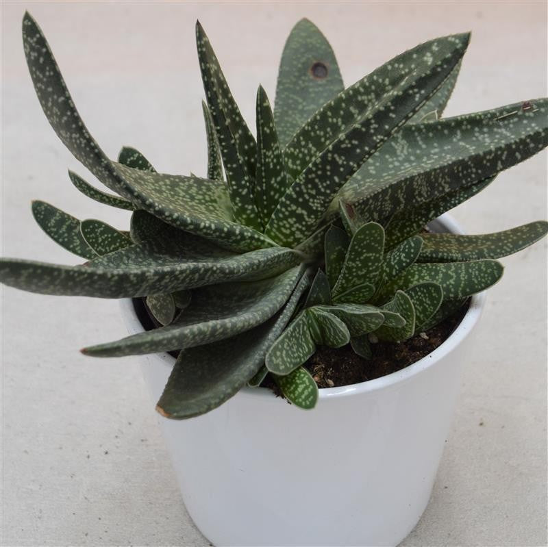 pasiora-gasteria-verrucosa-sukkulente-12cm-topf image 1